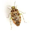 Oak Catkin Mirid - photo 2