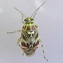 Oak Catkin Mirid - photo 3