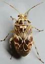 Oak Catkin Mirid - photo 5