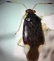 Tropidosteptes tricolor - photo 2
