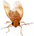 Tropidosteptes vittifrons - photo 2