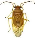 Tropidosteptes vittifrons - photo 3