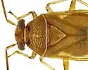 Tropidosteptes vittifrons - photo 4