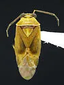 Tropidosteptes vittifrons - photo 5