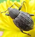 Tropiphorus elevatus