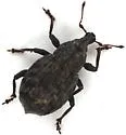 Tropiphorus elevatus - photo 2