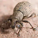 Tropiphorus terricola