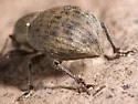 Tropiphorus terricola - photo 2