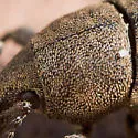 Tropiphorus terricola - photo 4
