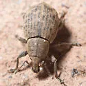Tropiphorus terricola - photo 5