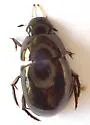 Tropisternus affinis - photo 3