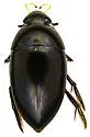 Tropisternus apicipalpis