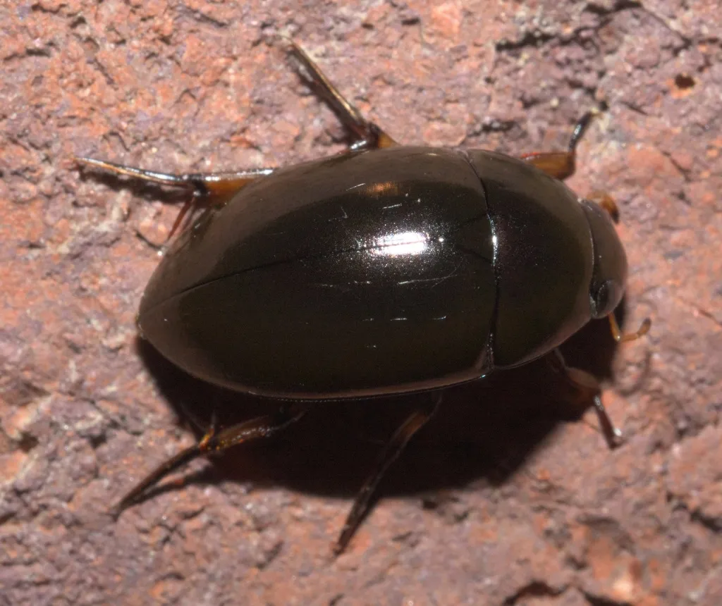 Tropisternus blatchleyi - photo 2