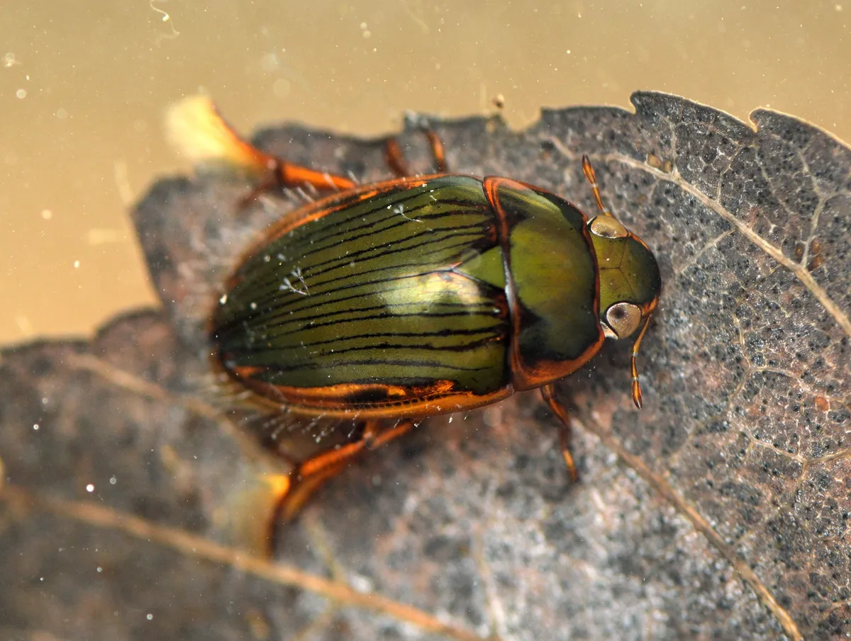 Tropisternus collaris - photo 2