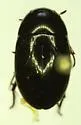 Tropisternus columbianus - photo 2