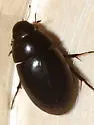 Tropisternus glaber