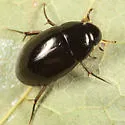 Tropisternus glaber - photo 2