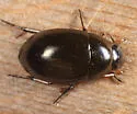 Tropisternus glaber - photo 3