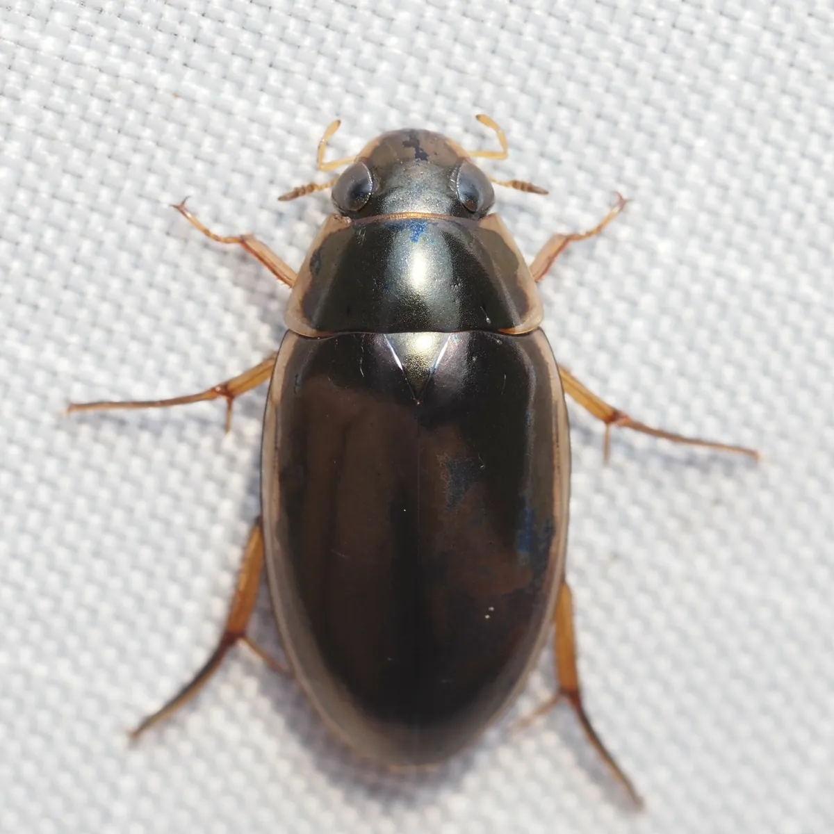 Tropisternus lateralis - photo 2