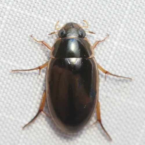 Tropisternus lateralis - photo 3