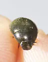 Tropisternus mixtus - photo 3