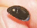 Tropisternus mixtus - photo 4