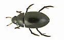 Tropisternus mixtus - photo 5