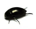 Tropisternus natator - Tropisternus natator