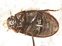 Tropisternus natator - photo 2