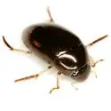 Tropisternus quadristriatus - Tropisternus quadristriatus