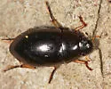 Tropisternus quadristriatus - photo 2