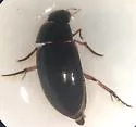 Tropisternus quadristriatus - photo 3
