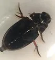 Tropisternus quadristriatus - photo 4