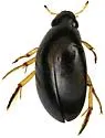 Tropisternus sublaevis - Tropisternus sublaevis