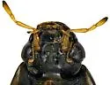 Tropisternus sublaevis - photo 2