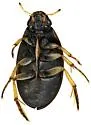 Tropisternus sublaevis - photo 3