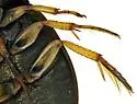 Tropisternus sublaevis - photo 4
