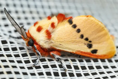 Trosia dimas - photo 2