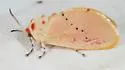 Trosia obsolescens - Hodges#4640