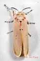 Trosia obsolescens - Hodges#4640 - photo 3