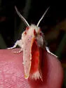 Trosia obsolescens - Hodges#4640 - photo 4
