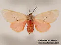 Trosia obsolescens - Hodges#4640 - photo 5