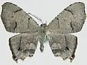 Trotorhombia metachromata - Hodges#7657.2