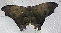 Trotorhombia metachromata - Hodges#7657.2 - photo 2