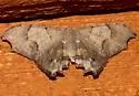 Trotorhombia metachromata - Hodges#7657.2 - photo 3