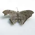 Trotorhombia metachromata - Hodges#7657.2 - photo 4