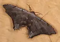Trotorhombia metachromata - Hodges#7657.2 - photo 5