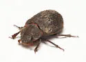 Trox aequalis