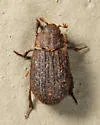 Trox aequalis - photo 2