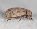 Trox aequalis - photo 3